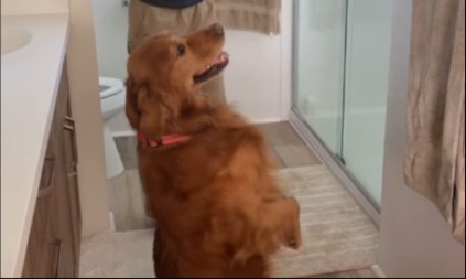 ZLATNI RETRIVER KOJI JE ODUŠEVIO SVET Njegova reakcija na sopstvene fotografije je NAJSLAĐA stvar na internetu! (VIDEO)